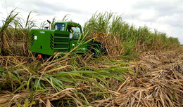 中热农业机械(图)-整杆式甘蔗收获机-甘蔗收获机