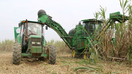 甘蔗收获机械化:“越南砍刀”能否保住最后的尊严?